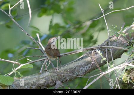 Nightingale Luscinia megarhynchos in sottobosco vicino al suo nido Foto Stock