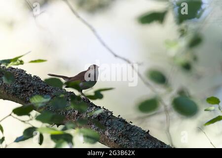 Nightingale Luscinia megarhynchos in sottobosco vicino al suo nido Foto Stock