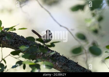 Nightingale Luscinia megarhynchos in sottobosco vicino al suo nido Foto Stock