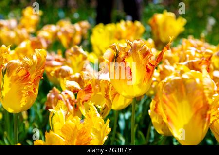 Tulipani di Parrot arancione all'Hampton Court Palace, Richmond, Londra, Regno Unito Foto Stock