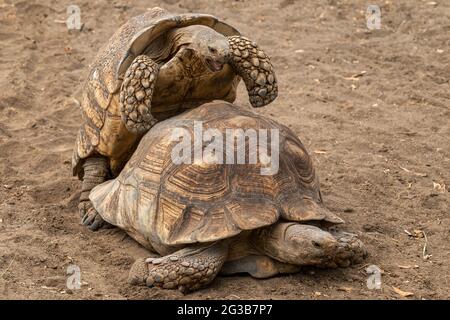 Tartaruga spurred africana - Centrochelys sulcata, grande tartaruga da cespugli africani, boschi e praterie, lago Langano, Etiopia. Foto Stock