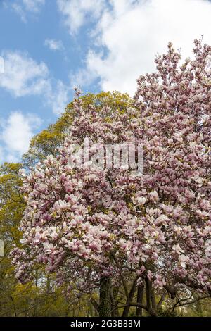 Magnolia si arbusta contro un cielo blu in primavera Foto Stock