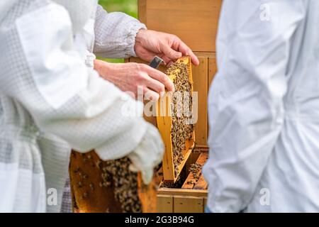 gli apicoltori ispezionano le api su un telaio di cera in un apicoltura Foto Stock