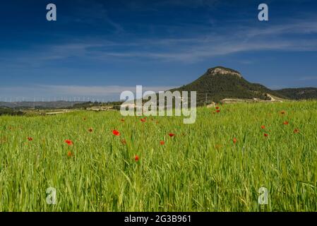 Campi di orzo verde in primavera nel bacino della Conca d'Òdena, con il Puig d'Aguilera sullo sfondo (Anoia, Barcellona, Catalogna, Spagna) Foto Stock