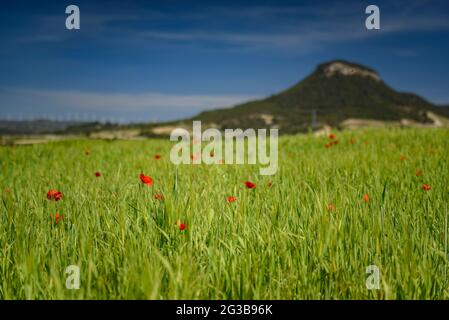 Campi di orzo verde in primavera nel bacino della Conca d'Òdena, con il Puig d'Aguilera sullo sfondo (Anoia, Barcellona, Catalogna, Spagna) Foto Stock