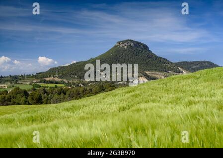 Campi di orzo verde in primavera nel bacino della Conca d'Òdena, con il Puig d'Aguilera sullo sfondo (Anoia, Barcellona, Catalogna, Spagna) Foto Stock