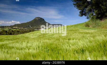 Campi di orzo verde in primavera nel bacino della Conca d'Òdena, con il Puig d'Aguilera sullo sfondo (Anoia, Barcellona, Catalogna, Spagna) Foto Stock