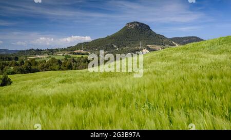 Campi di orzo verde in primavera nel bacino della Conca d'Òdena, con il Puig d'Aguilera sullo sfondo (Anoia, Barcellona, Catalogna, Spagna) Foto Stock