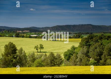 Campi verdi in primavera nella conca d'Òdena, vicino alla città di Igualada (Barcellona, Catalogna, Spagna) ESP: Campos verdes en primavera en Igualada España Foto Stock