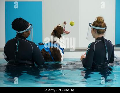 Gli idroterapisti che curano Charley, un Border Collie di due anni che ha subito un intervento chirurgico all'anca, si trovano nella piscina di idroterapia durante una struttura presso Battersea Dogs and Cats Home's a Battersea, Londra, per vedere il loro nuovo centro di idroterapia. Data immagine: Martedì 15 giugno 2021. Foto Stock