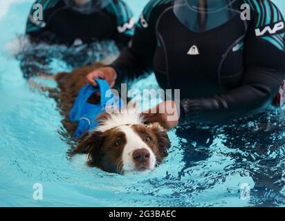 Gli idroterapisti che curano Charley, un Border Collie di due anni che ha subito un intervento chirurgico all'anca, si trovano nella piscina di idroterapia durante una struttura presso Battersea Dogs and Cats Home's a Battersea, Londra, per vedere il loro nuovo centro di idroterapia. Data immagine: Martedì 15 giugno 2021. Foto Stock