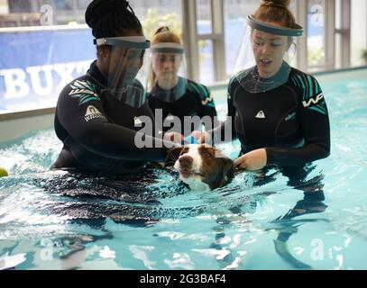 Gli idroterapisti che curano Charley, un Border Collie di due anni che ha subito un intervento chirurgico all'anca, si trovano nella piscina di idroterapia durante una struttura presso Battersea Dogs and Cats Home's a Battersea, Londra, per vedere il loro nuovo centro di idroterapia. Data immagine: Martedì 15 giugno 2021. Foto Stock
