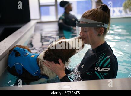 Gli idroterapisti che curano Charley, un Border Collie di due anni che ha subito un intervento chirurgico all'anca, si trovano nella piscina di idroterapia durante una struttura presso Battersea Dogs and Cats Home's a Battersea, Londra, per vedere il loro nuovo centro di idroterapia. Data immagine: Martedì 15 giugno 2021. Foto Stock