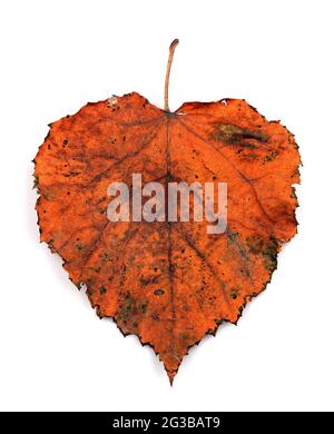 Foglia a forma di cuore autunnale multicolore isolata su sfondo bianco. Foglie isolate. Foto Stock