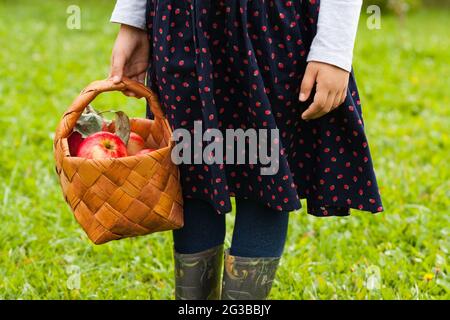 Sei-Year Girl in Sundress con Picture Hold Wicker Basket con mele mature sullo sfondo di Green Grass in Giardino. Foto Stock