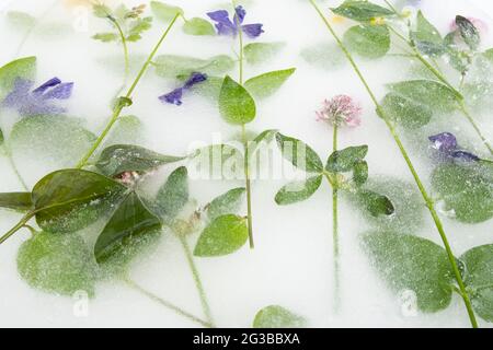 fiori congelati in ghiaccio ed erbe. Foto Stock