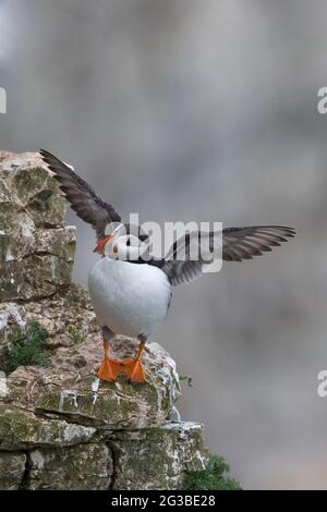 Puffin (Fratercula arctica) Foto Stock