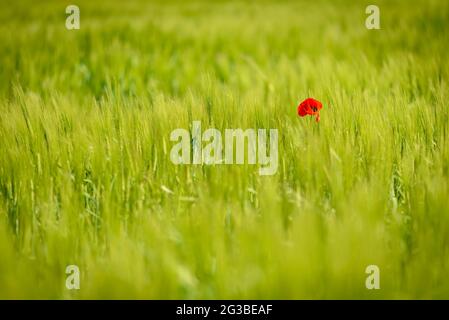 Papaveri tra i campi di grano in primavera a Conca de Òdena (Anoia, Barcellona, Catalogna, Spagna) ESP: Amapolas entre campos de trigo en primavera, Cataluña Foto Stock