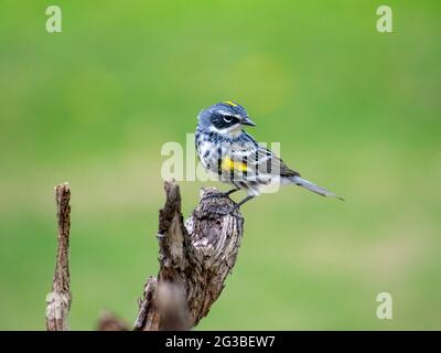 Giallo Rumped trillo Foto Stock