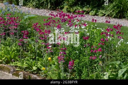 Primula Candelabra in un letto di fiori a York Gate Garden, Leeds, Inghilterra. Foto Stock