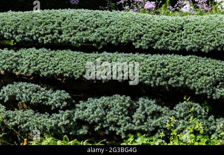 Il cedro Espaliered si allenò contro un muro. (Cedro atlante blu).Cedrus Atlantica. Foto Stock