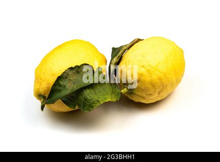 Primo piano dei limoni amalfitani di Amalfi su sfondo bianco Foto Stock