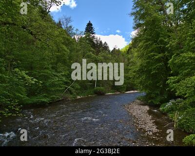 Vista sul tranquillo fiume con acque cristalline nella famosa Gola di Wutach ('Wutachschlucht'), nella Foresta Nera meridionale, in Germania nella stagione primaverile con fitta foresta. Foto Stock