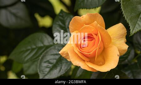 rosa arancione su sfondo verde naturale, giardino Foto Stock