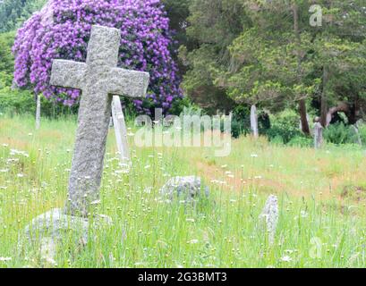 Rododendri nel vecchio cimitero di Southampton Foto Stock