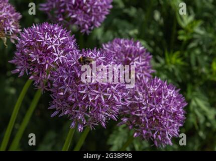 Porpora Allium Sensation (cipolla ornamentale) fiori che attraggono le api. Foto Stock