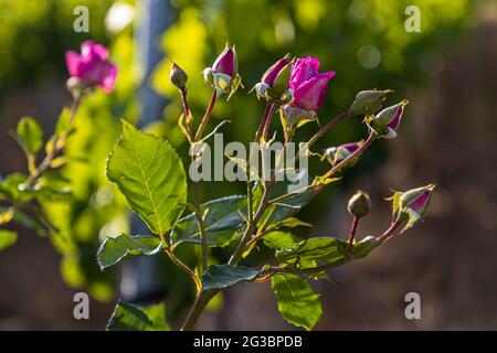 Roses nel vigneto della famiglia Zornitza tenuta Relais & Châteaux a Sandanski, Bulgaria Foto Stock