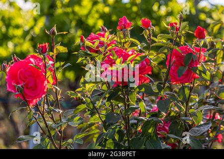 Roses nel vigneto della famiglia Zornitza tenuta Relais & Châteaux a Sandanski, Bulgaria Foto Stock