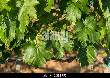 Roses nel vigneto della famiglia Zornitza tenuta Relais & Châteaux a Sandanski, Bulgaria Foto Stock