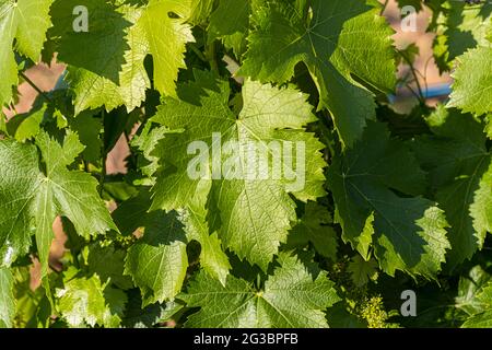 Roses nel vigneto della famiglia Zornitza tenuta Relais & Châteaux a Sandanski, Bulgaria Foto Stock