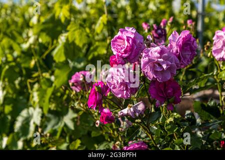 Roses nel vigneto della famiglia Zornitza tenuta Relais & Châteaux a Sandanski, Bulgaria Foto Stock