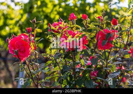 Roses nel vigneto della famiglia Zornitza tenuta Relais & Châteaux a Sandanski, Bulgaria Foto Stock