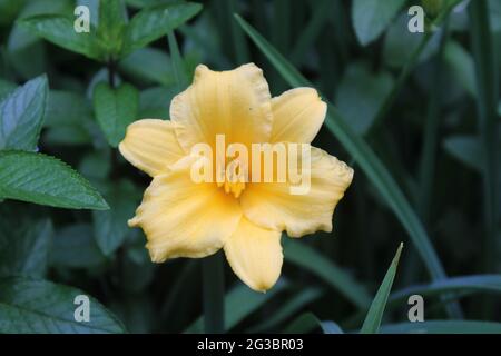 Un giglio Stella D'Oro in fiore Foto Stock