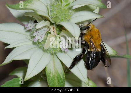 Degger Bee, Habropoda sp., foraging su spotted Beebalm, Monarda punctata Foto Stock