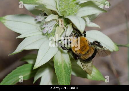 Degger Bee, Habropoda sp., foraging su spotted Beebalm, Monarda punctata Foto Stock