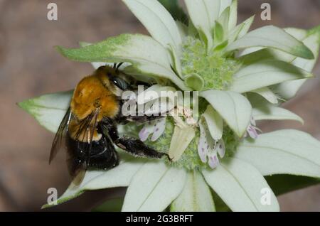 Degger Bee, Habropoda sp., foraging su spotted Beebalm, Monarda punctata Foto Stock