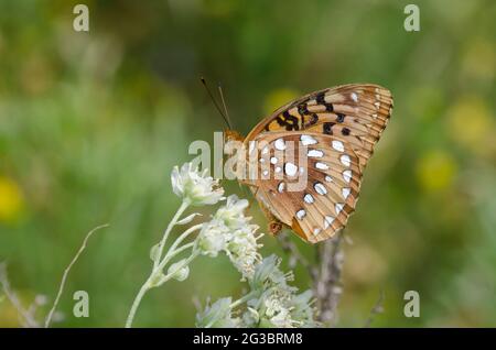 Great Spangled Fritillary, Argynnis cybele, nctaring da Carolina Woollywhite, Hymenopappus scabiosaeus Foto Stock