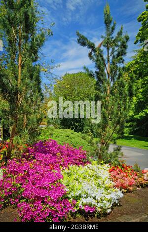 Regno Unito, North Yorkshire, Harrogate, Valley Garden Spring Flower Bed Foto Stock
