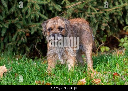 Terrier di bordo grizzled in giardino. Razza di cani britannici di piccoli terrieri con rivestimento ruvido, tradizionalmente utilizzati nella caccia alla volpe Foto Stock