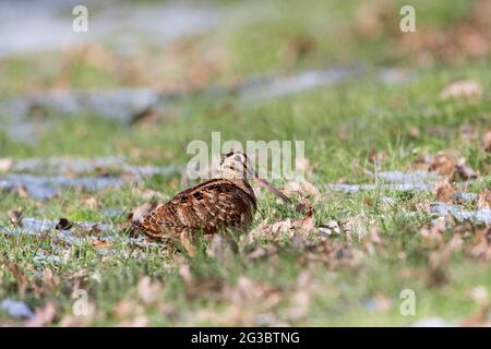 Gallo eurasiatico (Scolopax rusticola) che fora in prato in inverno Foto Stock