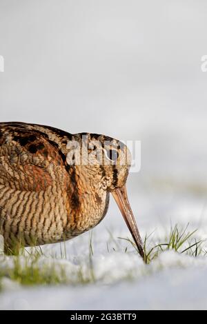 Cazzo di legno eurasiatico (Scolopax rusticola) che invecchia in prato innevato in inverno Foto Stock