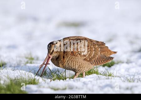 Cazzo di legno eurasiatico (Scolopax rusticola) mangiare verme in prato innevato in inverno Foto Stock