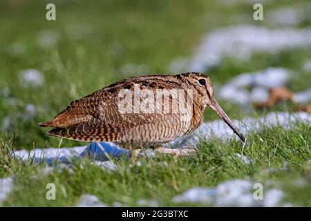 Gallo eurasiatico (Scolopax rusticola) che fora in prato in inverno Foto Stock