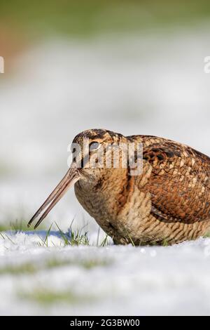 Cazzo di legno eurasiatico (Scolopax rusticola) che invecchia in prato innevato in inverno Foto Stock