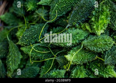 Cumulo di zucca amara fresca cruda sul mercato Foto Stock