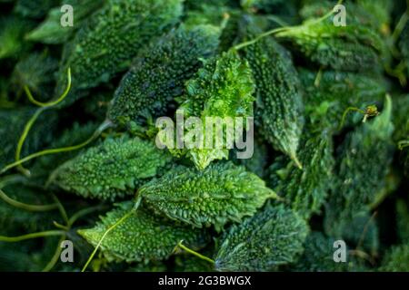 Cumulo di zucca amara fresca cruda sul mercato Foto Stock